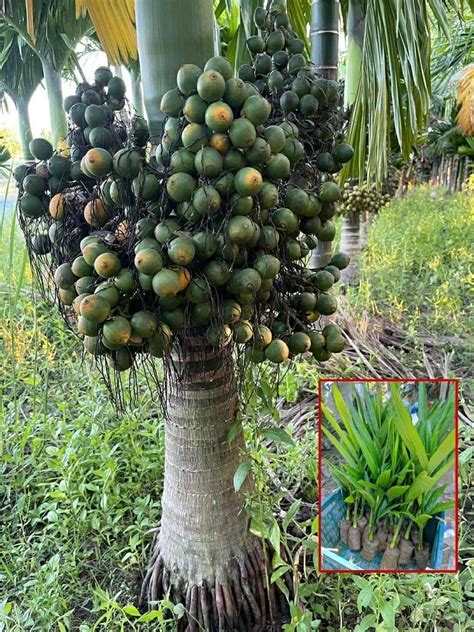 Online plant bazar Hybrid Betel Nut/Assam Nut Supari Live Plant(Pack of ...