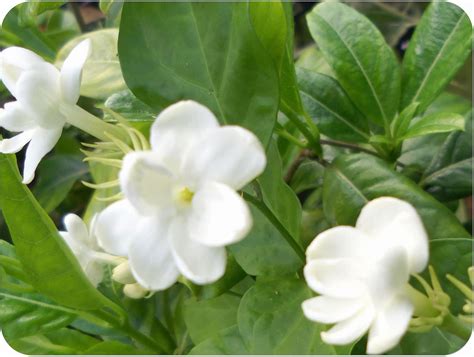 Jasmine Flower Plant