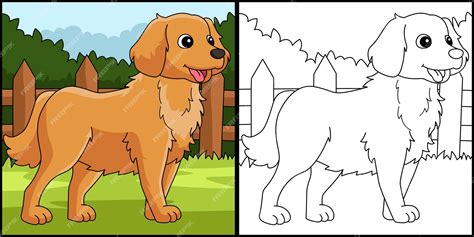Golden Retriever Hond Kleurplaat Illustratie | Premium Vector