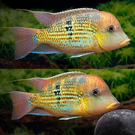 Living Colours Aqua