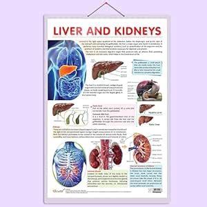 GO WOO LIVER AND KIDNEY CHART | Understanding the Vital Organs ...