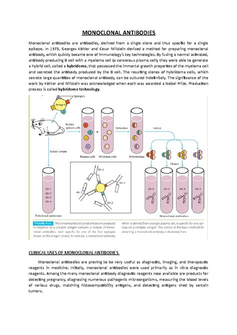 Monoclonal Antibodies - immunology - MONOCLONAL ANTIBODIES Monoclonal ...