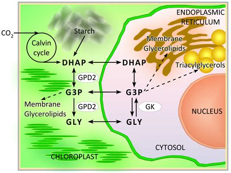 Post-Translational Regulation of a Bidomain Glycerol-3-Phosphate ...