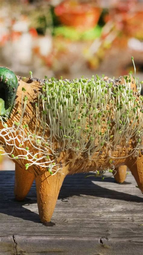 How to grow Chia seed microgreens in the kitchen or balcony garden