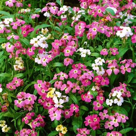 Virginian Stock Cheiranthus Maritimus Mix Seeds – Dwarf Winter Blooms ...