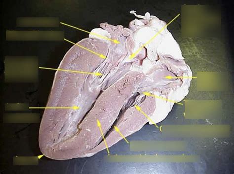 Image result for Heart Dissection Tutorial