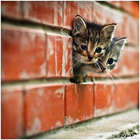 Sanatçılar en çok KEDİ sever - Kedi Resimleri (6. Katalog) - Sayfa 26