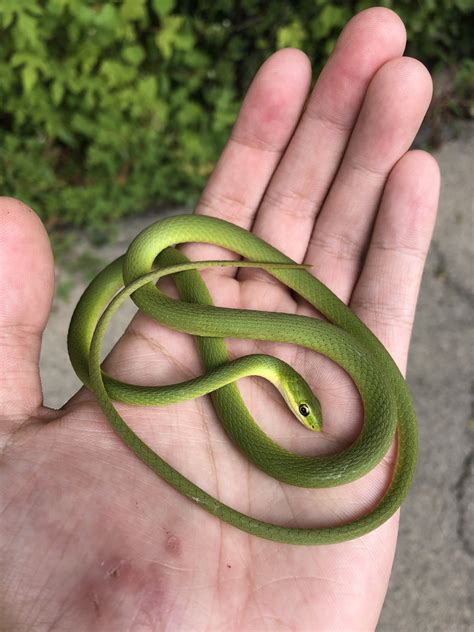 Maryland Biodiversity Project - Rough Greensnake (Opheodrys aestivus)