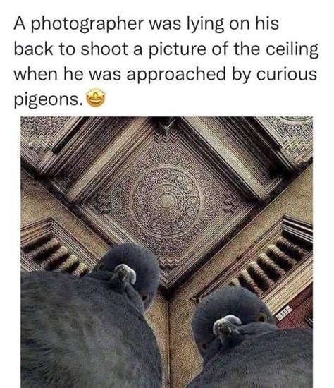 Pepe on the floor with spilled happy meal