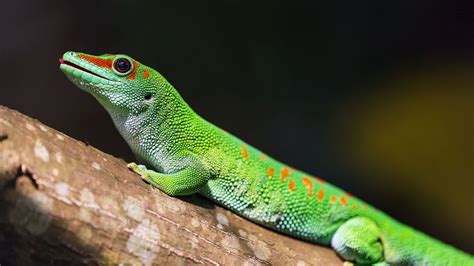 Download wallpaper 1920x1080 madagascar gecko, gecko, lizard, reptile ...