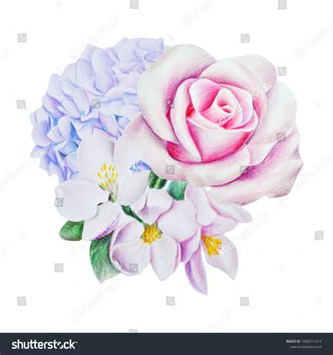 Watercolor Pencil Drawing Tender Spring Flowers Stock Illustration ...