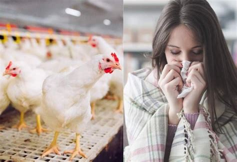 Bird Flu outbreak can infect human creating pandemic who issues alert ...