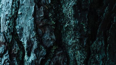 Wallpaper bark, tree, embossed, dark, surface hd, picture, image