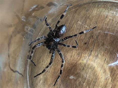 Dolomedes tenebrosus (Dark Fishing Spider) in Hyde park, New York ...