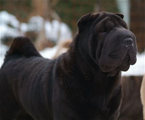 Shar Pei Dog Black