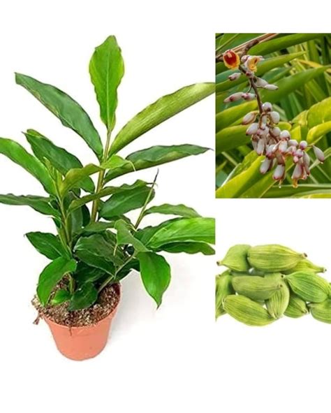 Elaichi plant, Cardamom Plant, Ilaichi Plant, इलायची का पौधा, True ...