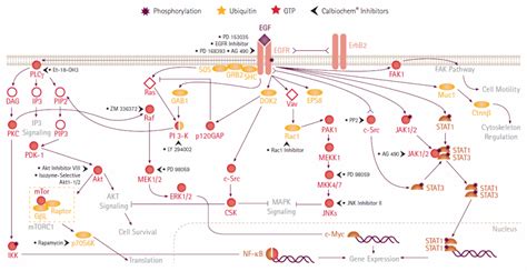 Kinases and Phosphatases Inhibitors | Life Science Research | Merck