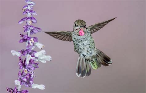 Wallpaper flower, bird, wings, Hummingbird, Calypte Anna for mobile and ...