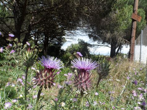 Milk Thistle In Spanish Para Que Sirve at Cornelia Priest blog