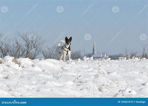 Dog and snow stock image. Image of doggy, expression - 105651679