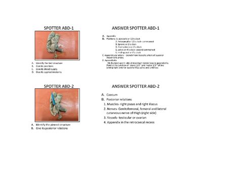 Abdomen Spotters - Anatom6: Key Structures and Their Functions - Studocu