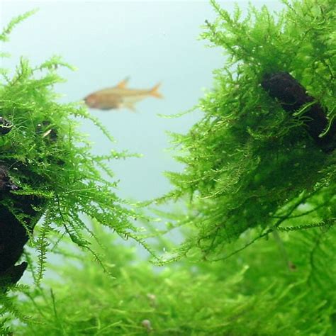 Image result for Planting Java Moss