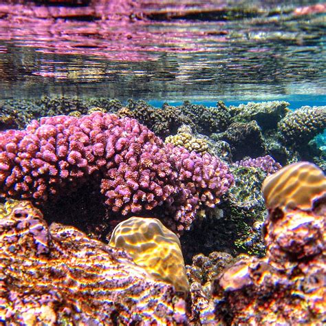 LE JARDIN DE CORAIL DU MOTU AHI (2026) All You Need to Know BEFORE You ...