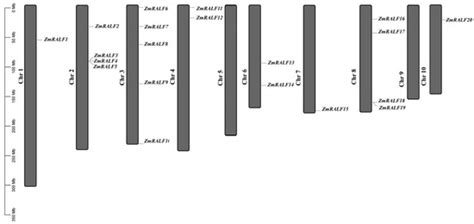 Genome-Wide Identification of the RALF Gene Family and Expression ...