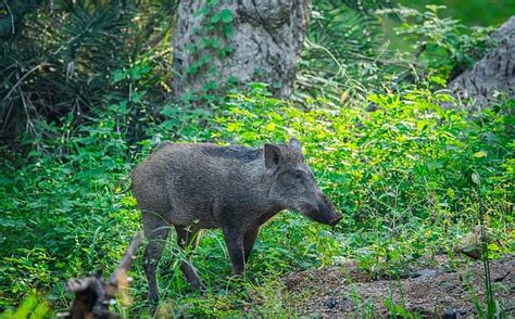 No food in forests: DTE’s exclusive coverage on invasive species
