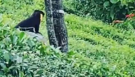 দক্ষিণের পার্বত্য অঞ্চলে ক্যামেরাবন্দি অদ্ভুত দেখতে প্রাণী! ভিডিয়ো ...