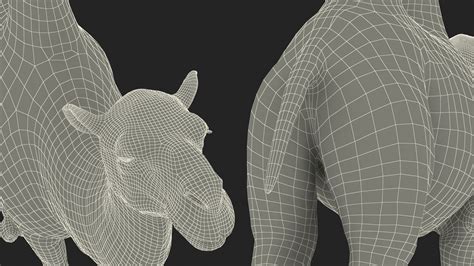 Bactrian Camel Light Colored Fur Rigged 3D model | 3D Molier International