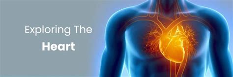 Cardiology Meaning In Hindi: हृदय रोग विज्ञान - कारण, लक्षण और उपचार