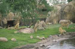 ZooLex Exhibit - Pride of the Plains