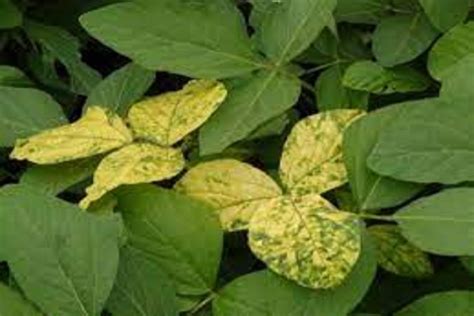 'पिवळा मोझॅक' सोयाबीन पिकाचा आहे शत्रू, 'ही'आहेत या रोगाची लक्षणे आणि उपाय