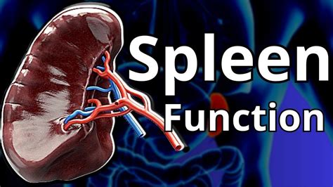 spleen function in immune system