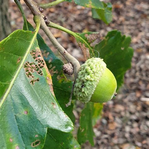 Swamp White Oak Acorns