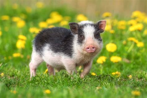 Micro Teacup Pigs Full Grown