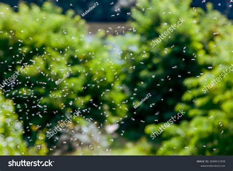 Mayfly Swarm