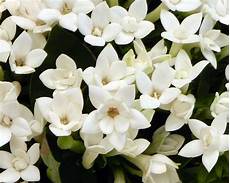 fiori d arancio significato bouvardia longiflora gardensonline fiori d arancio significato bouvardia longiflora gardensonline