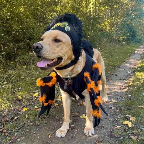 Spider Dog Costume | Halloween Dog Outfit | Lords & Labradors