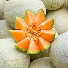 Buy Hamdard Sharbat Bazoori Motadil | 500 ML | Supports Kidney and ...