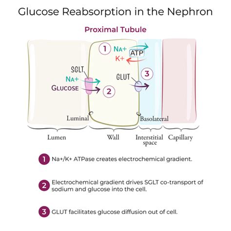 Tubular Functions Flashcards | Quizlet