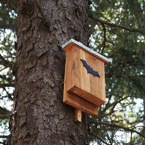 Best Bat House Placement: Where to Hang A Bat House - A Garden Diary
