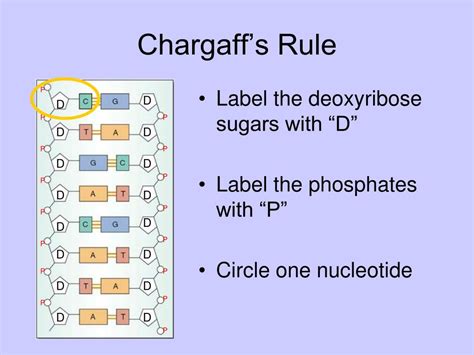 PPT - DNA History, Structure, and Replication PowerPoint Presentation ...