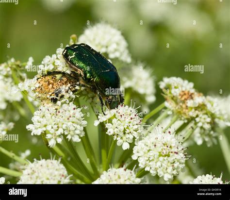 Rose Chafer beetle Stock Photo - Alamy