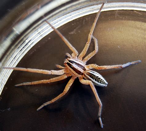 Hungry Like the Wolf Spider - Texas Wildlife Exemptions, Plans and ...