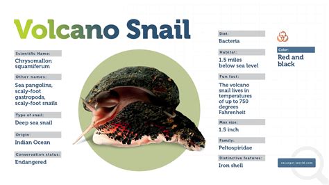 Volcano Snail - Forged By The 700 Degrees Underwater Magma