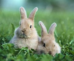 Image result for Cute Fluffy Bunnies