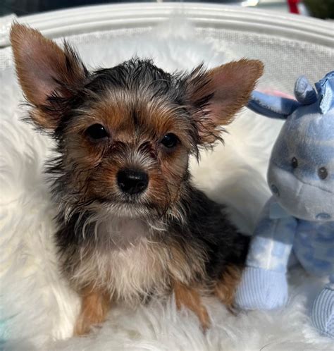 Chihuahua Yorkie Mix Puppies