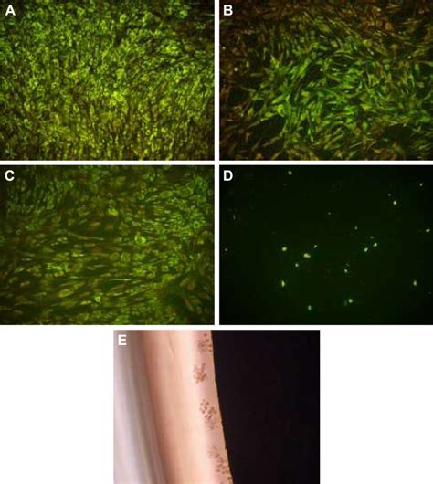 Microscope Cell 的图像结果